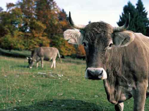 Foto Vaca "Bruna de Maramures" (c) eMM.ro